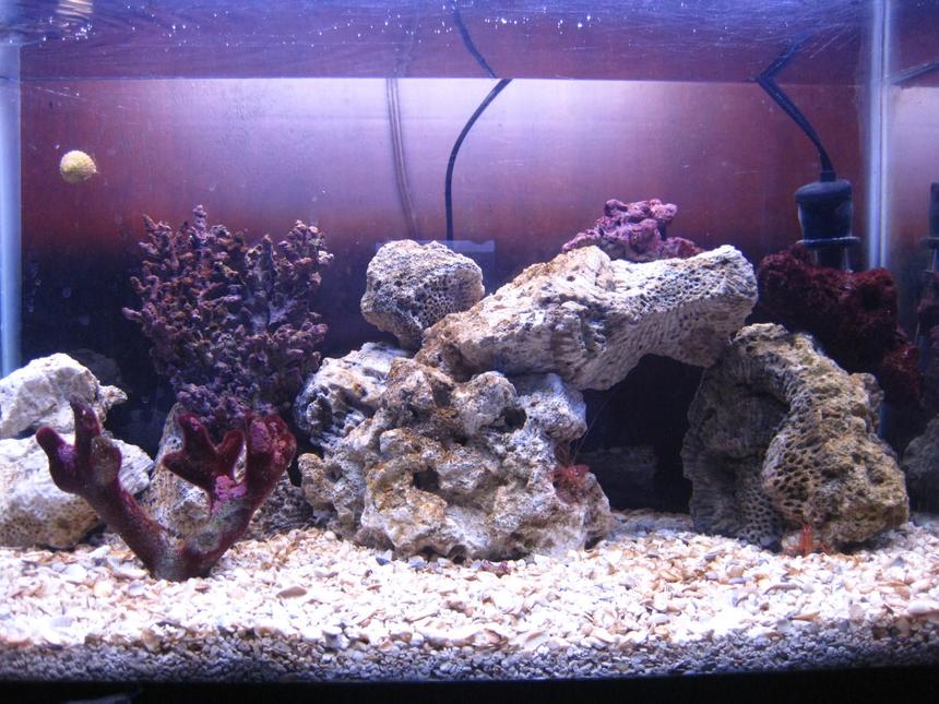 Rated #21: 10 Gallons Saltwater Fish Tank - my first ever saltwater tank 10 gallon 2 yellow tail damsels and one royal gramma also a colony of zoo anthids and one mushroom coral