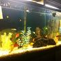 55 gallons freshwater fish tank (mostly fish and non-living decorations) - my crayfish tank