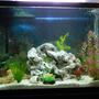 fish tank picture - Additional photo.
