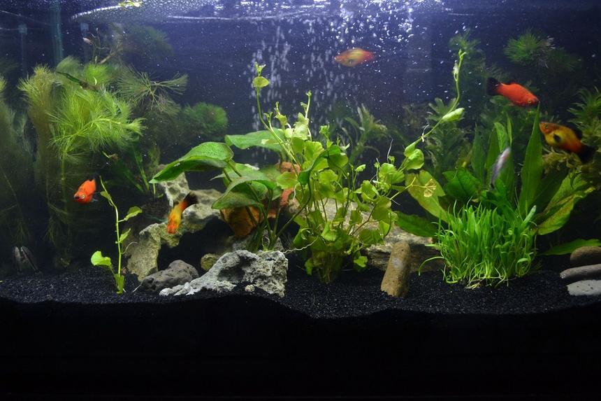Rated #91: 10 Gallons Planted Tank - 10g planted tank