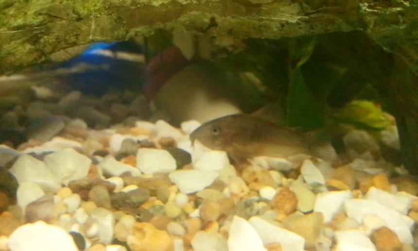 Rated #1308: Freshwater Fish Stocking In 26 Gallons Tank