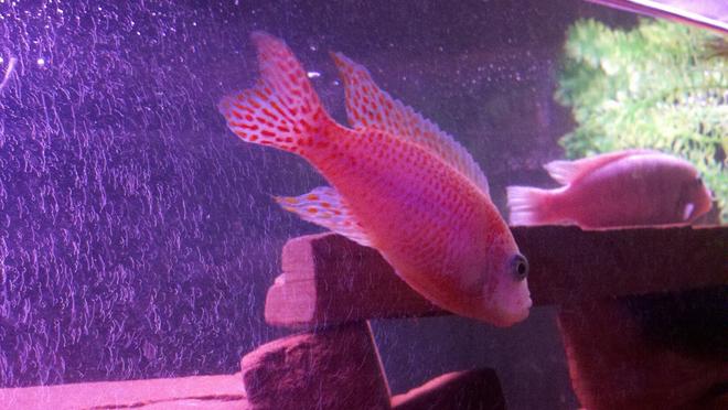 freshwater fish - aulonocara sp. - strawberry peacock cichlid stocking in 100 gallons tank - my strawberry  peacock her hame is pinkie,