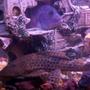 freshwater fish - glyptoperichthys gibbiceps - sailfin pleco (l-83) stocking in 100 gallons tank