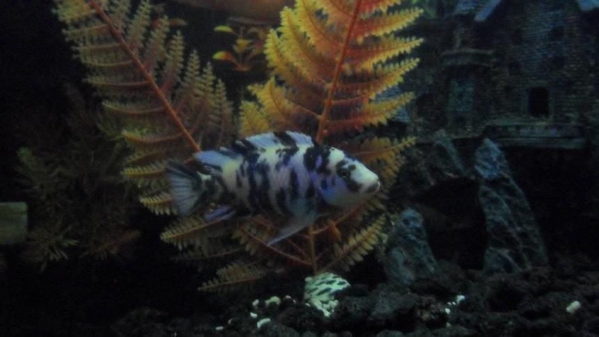 Rated #590: Freshwater Fish - Labeotropheus Fuelleborni - Fuelleborni Cichlid, Orange Blossom Stocking In 100 Gallons Tank