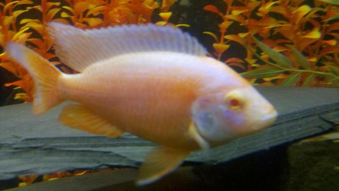 freshwater fish - aulonocara sp. - albino strawberry peacock stocking in 100 gallons tank