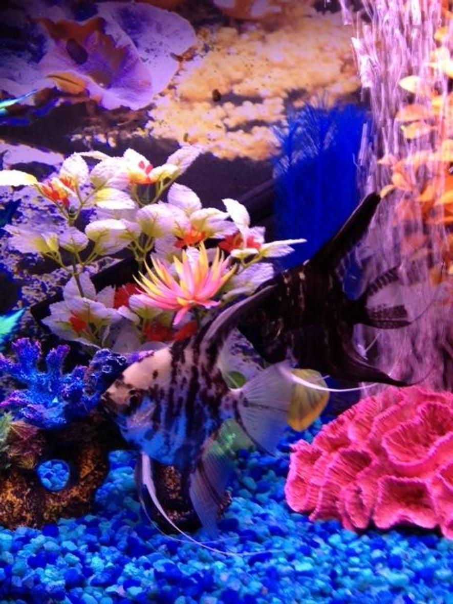 Rated #54: Freshwater Fish - Pterophyllum Sp. - Black Angel Stocking In 16 Gallons Tank - Mulder and Scully