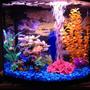 16 gallons freshwater fish tank (mostly fish and non-living decorations) - Full photo of tank
