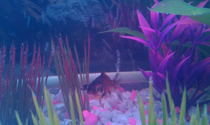 Rated #86: Freshwater Fish - Carassius Auratus - Telescope Goldfish Stocking In 10 Gallons Tank - Tiger Telescope Goldfish