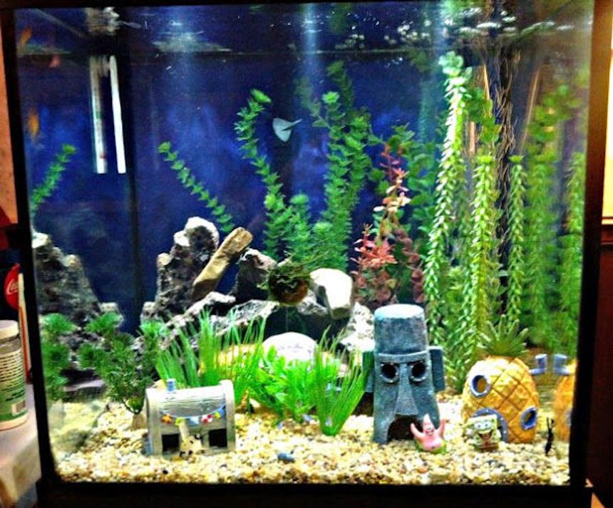 Rated #3361: 27 Gallons Freshwater Fish Tank - My 2 year old daughters 27 gallon cube tank.  She loves Spongebob.