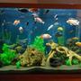 150 gallons freshwater fish tank (mostly fish and non-living decorations) - 150 gallon mixed cichlid