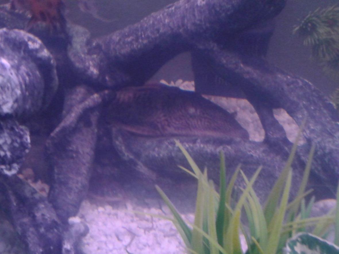freshwater fish - ancistrus sp. - bushy nose pleco stocking in 75 gallons tank