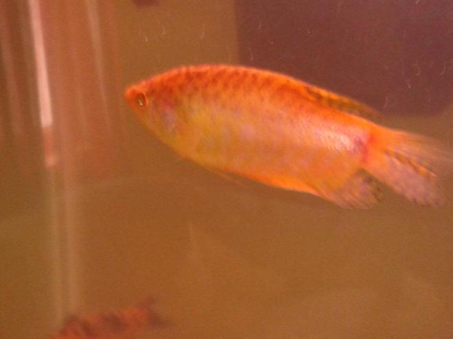 freshwater fish - trichogaster trichopterus - gold gourami stocking in 75 gallons tank