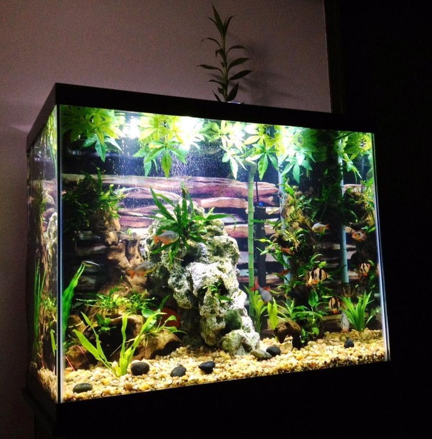 Rated #36: 54 Gallons Freshwater Fish Tank - 55 tall "river" themed tank