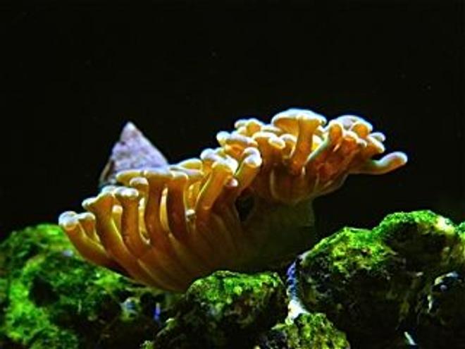 corals inverts - euphyllia ancora - hammer coral stocking in 75 gallons tank - My Hammerhead coral frag after I just turned the light on!