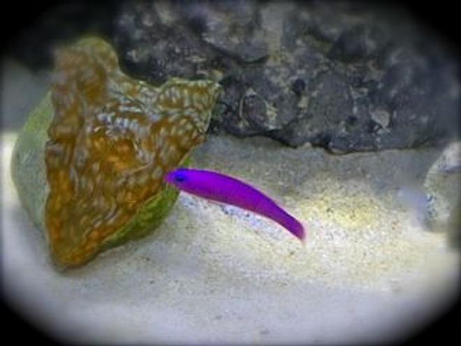 saltwater fish - pseudochromis porphyreus - purple dottyback stocking in 75 gallons tank - Purple Pseudo taunting my Derasa clam!