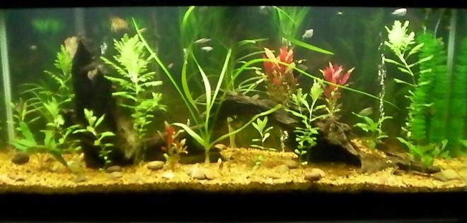 55 gallons planted tank (mostly live plants and fish) - 55gal planted with
tetras,cats,shrimp,and snails