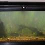 fish tank picture - just after set up
