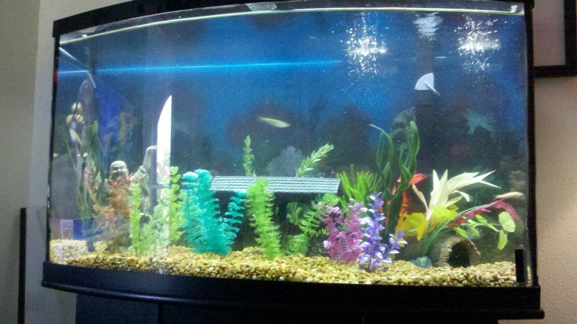 55 gallons freshwater fish tank (mostly fish and non-living decorations) - 55 gallon tank with various non living plants as well as tropical freshwater fish.