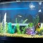 55 gallons freshwater fish tank (mostly fish and non-living decorations) - 55 gallon tank with various non living plants as well as tropical freshwater fish.