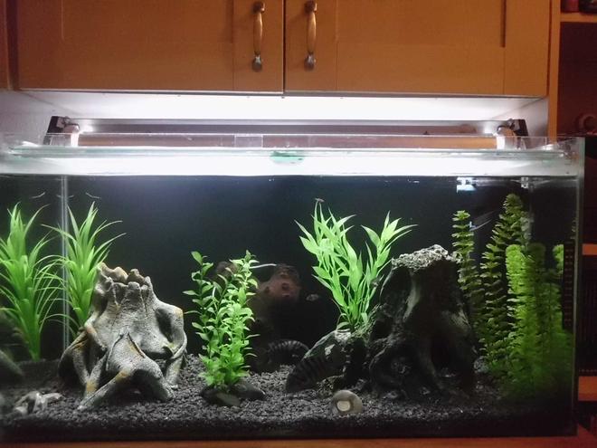 45 gallons freshwater fish tank (mostly fish and non-living decorations)
