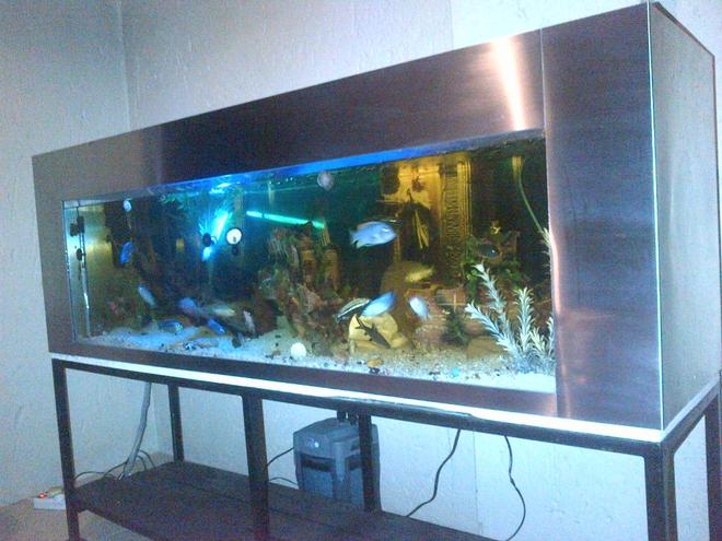 132 gallons freshwater fish tank (mostly fish and non-living decorations) - 6 Foot Stainless Steel Tank, 500
Litres, Malawi's. South Africa