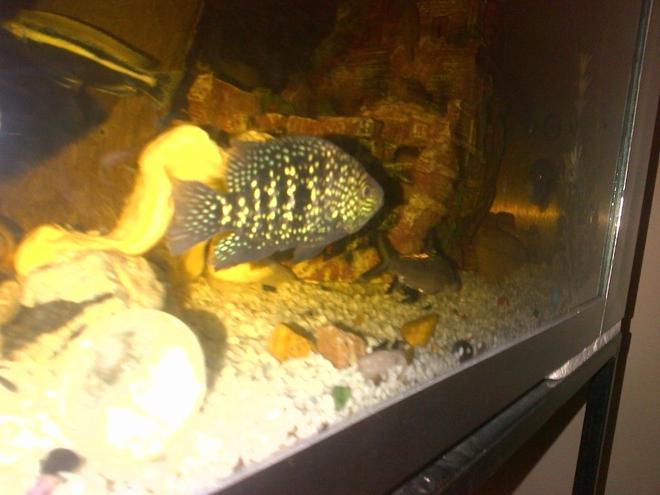 freshwater fish - herichthys cynoguttatus - texas cichlid stocking in 132 gallons tank - Texas (African Jewel)