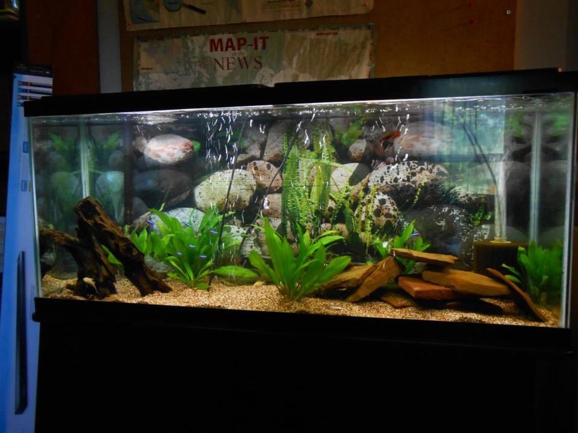 55 gallons planted tank (mostly live plants and fish) - 55 gallon tank with 11 cardinal tetras, 1 male black orchid betta, 2 female bettas, 1 gold ram and 1 electric blue ram. 6 amazon sword plants