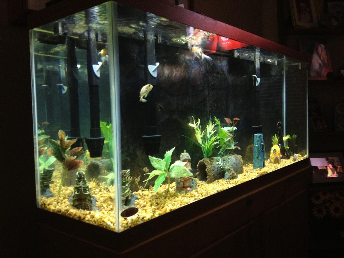 55 gallons freshwater fish tank (mostly fish and non-living decorations) - 55 gallon fish only tank.