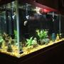 55 gallons freshwater fish tank (mostly fish and non-living decorations) - 55 gallon fish only tank.