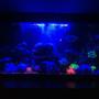 55 gallons freshwater fish tank (mostly fish and non-living decorations) - i will take one in the morning where you can see all the fish better