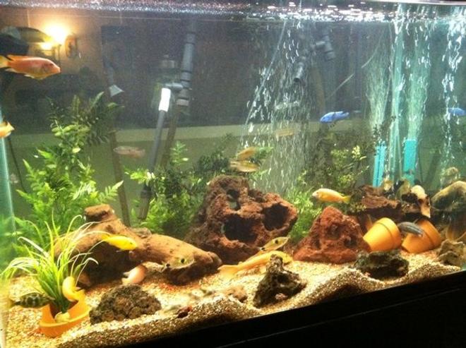 200 gallons freshwater fish tank (mostly fish and non-living decorations) - my beautiful tank!