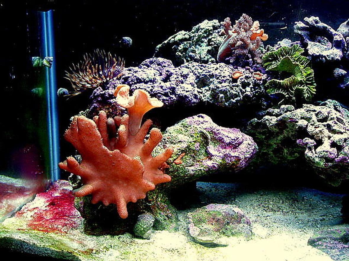corals inverts - lobophytum sp. - devil's hand leather coral stocking in 30 gallons tank - Showing off my nice Leather coral
