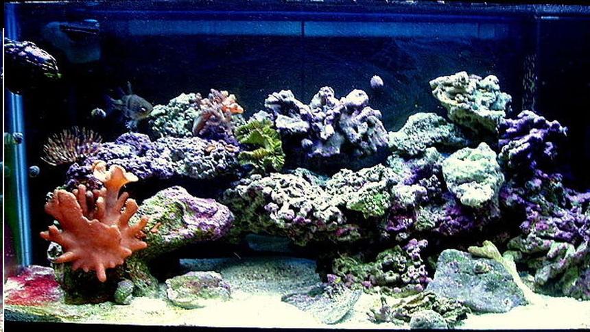 Rated #61: 30 Gallons Reef Tank - My first tank ever, fallowed
everything I've read, build my own
sump, and so far everything is
healthy as can be!