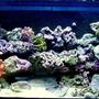 30 gallons reef tank (mostly live coral and fish) - My first tank ever, fallowed everything I've read, build my own sump, and so far everything is healthy as can be!