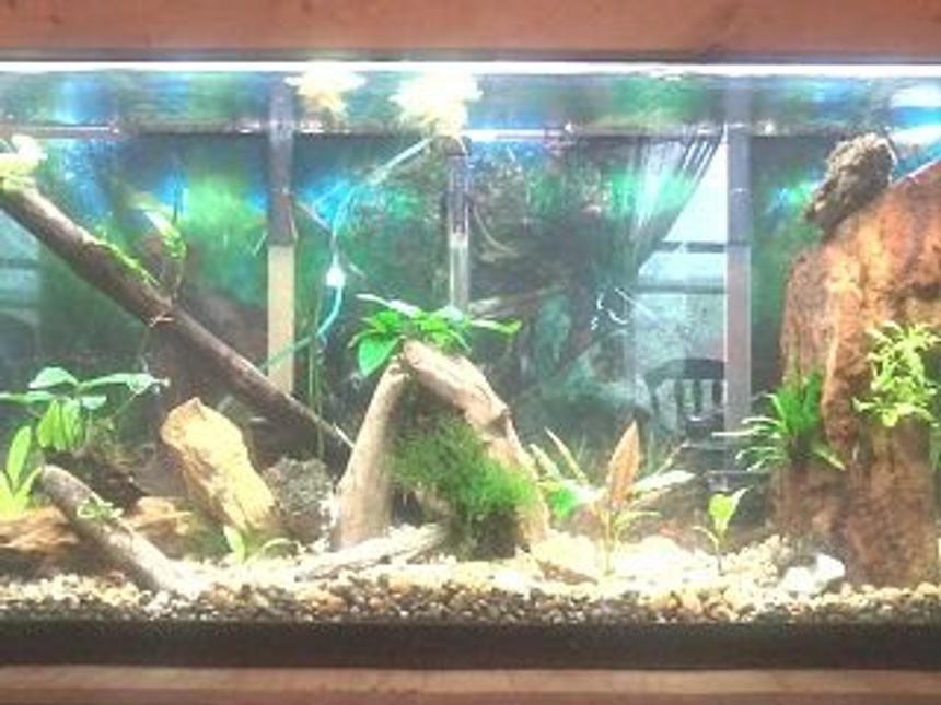Rated #106: 55 Gallons Planted Tank - 55gal