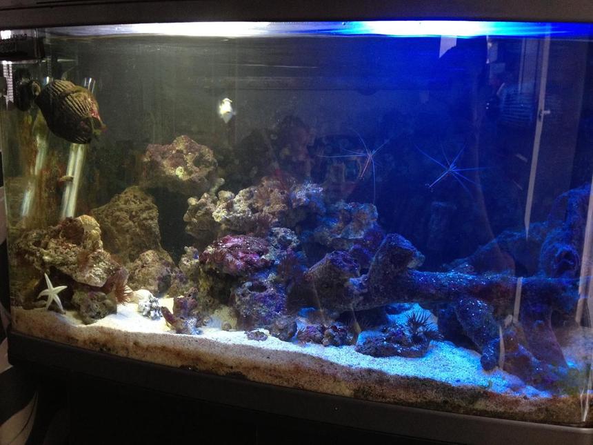 Rated #24: 22 Gallons Saltwater Fish Tank - Here I have my fishbox currently housing:

1 Piccaso Triggerfish
1 Dwarf Zebra Lionfish
1 Aptasia Eating Filefish
1 Blue Spot Goby
1 Sand Shifting Starfish
2 Cleaner Shrimp
1 Peppermint Shrimp
1 Pistol Shrimp
3 Hermit Crabs

All very happy at the moment and enjoying their tank.