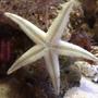 corals inverts - astropecten polycanthus - sand sifting sea star stocking in 22 gallons tank - My Super Sand Shifting Starfish trying to shift glass!
