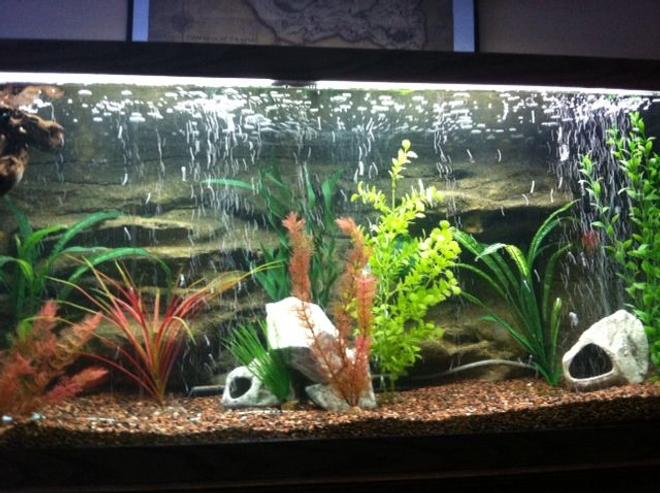 75 gallons freshwater fish tank (mostly fish and non-living decorations)