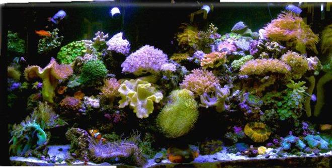 120 gallons reef tank (mostly live coral and fish) - new tank setup
150 gal