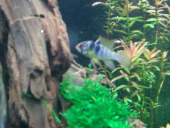 freshwater fish - papiliochromis ramirezi - german blue ram stocking in 29 gallons tank - my gbr male