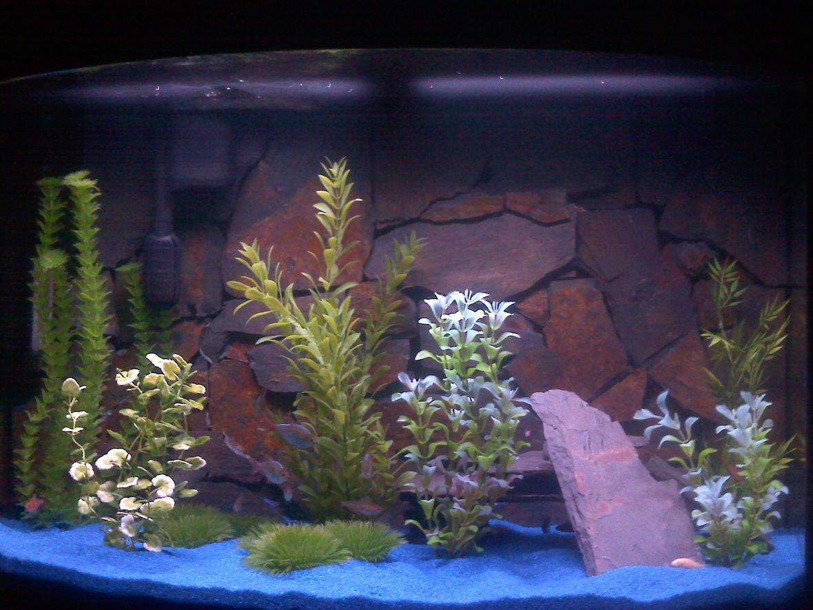 37 gallons freshwater fish tank (mostly fish and non-living decorations) - fish tank