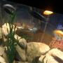 fish tank picture - Angled view of tank a little closer up.