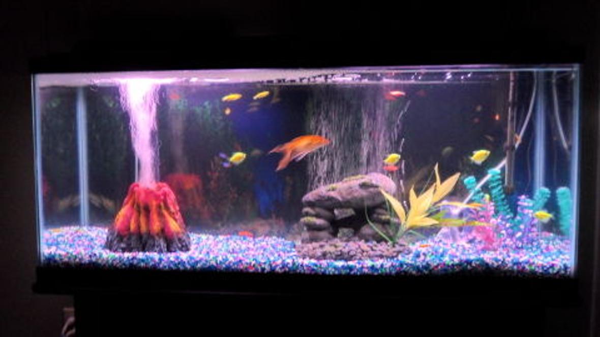 55 gallons freshwater fish tank (mostly fish and non-living decorations) - glo fish and neons plus 1 goldfish