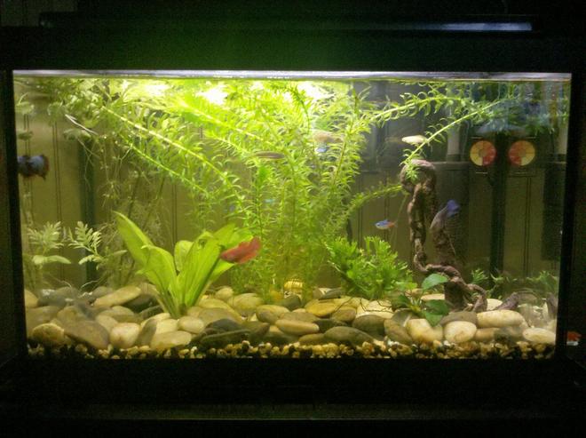 10 gallons planted tank (mostly live plants and fish) - First tank.  Ten gallon.