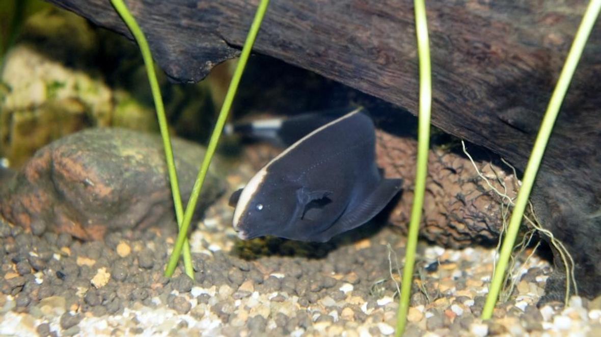 freshwater fish - apteronotus albifrons - black ghost knifefish stocking in 60 gallons tank - This is one of our Ghost Fish, in their newly planted tank.