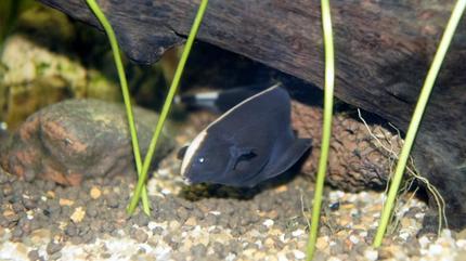 freshwater fish - apteronotus albifrons - black ghost knifefish stocking in 60 gallons tank - This is one of our Ghost Fish, in
their newly planted tank.