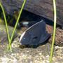 freshwater fish - apteronotus albifrons - black ghost knifefish stocking in 60 gallons tank - This is one of our Ghost Fish, in their newly planted tank.