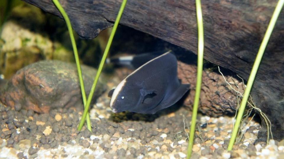freshwater fish - apteronotus albifrons - black ghost knifefish stocking in 60 gallons tank - This is one of our Ghost Fish, in
their newly planted tank.