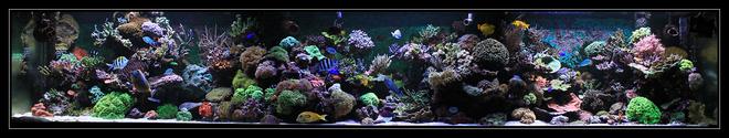 554 gallons reef tank (mostly live coral and fish) - my reef tank