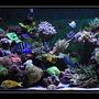 554 gallons reef tank (mostly live coral and fish) - my reef tank